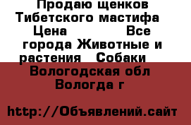 Продаю щенков Тибетского мастифа › Цена ­ 45 000 - Все города Животные и растения » Собаки   . Вологодская обл.,Вологда г.